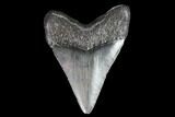 Juvenile Megalodon Tooth - Georgia #99163-1